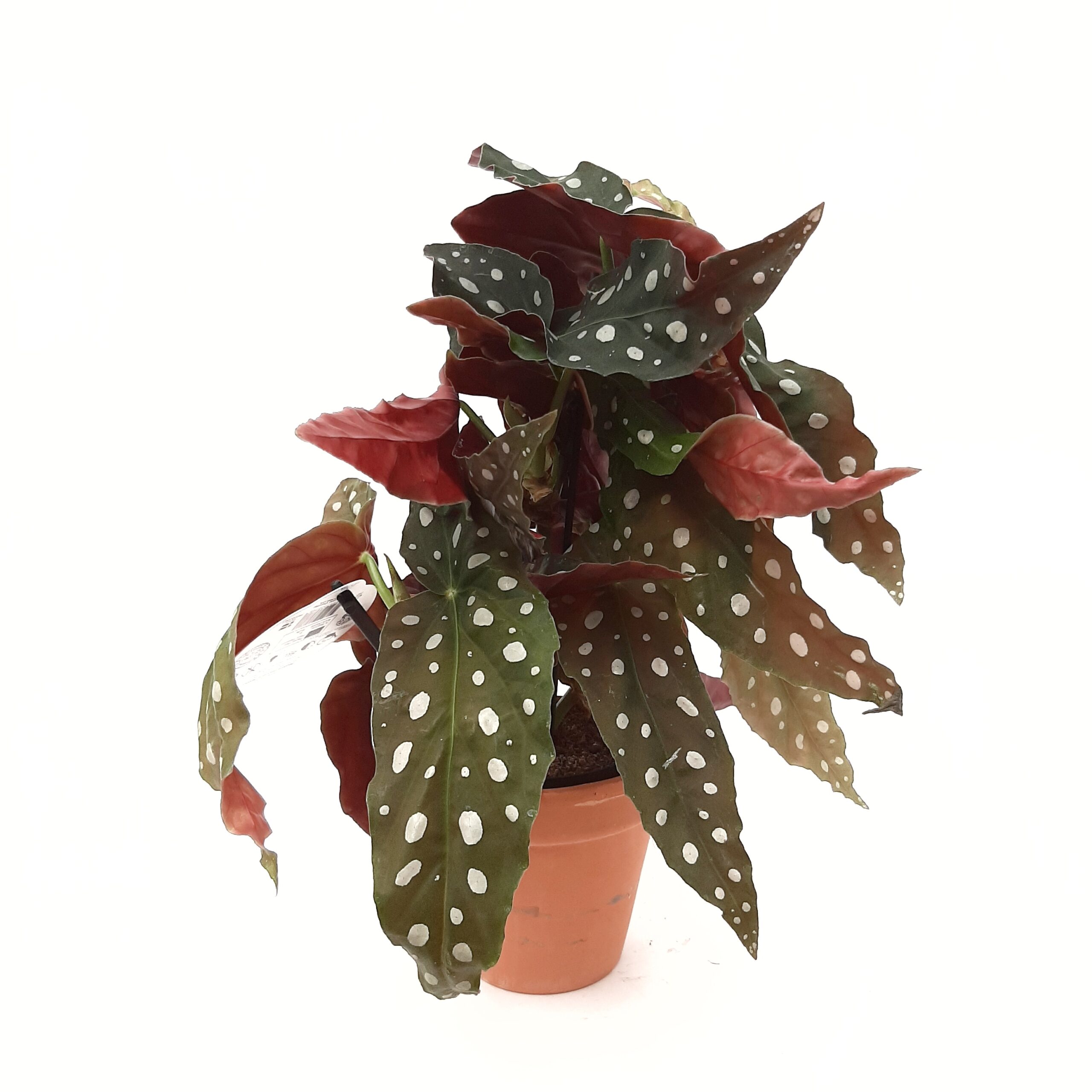 Pilkkubegonia p12