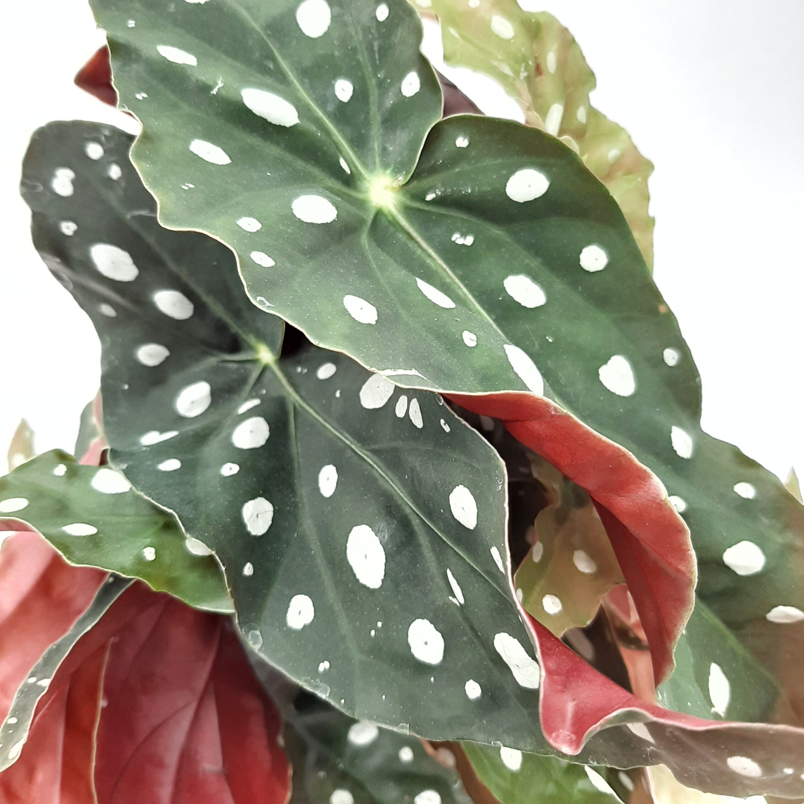 Pilkkubegonia p12 - Image 2