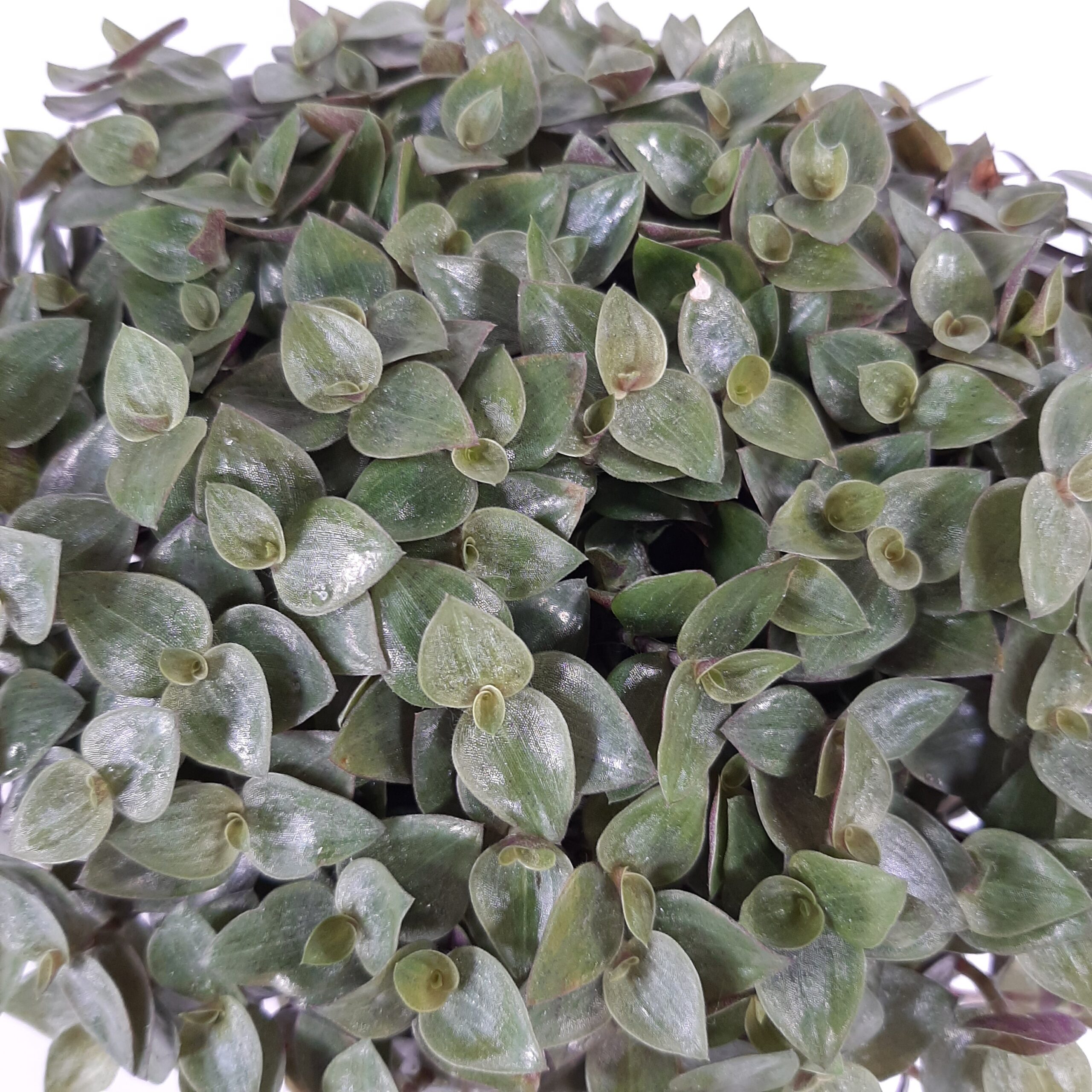 Liisantyyny p12 - Image 2