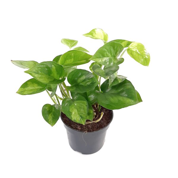 Kultaköynnös 'Global Green' p12