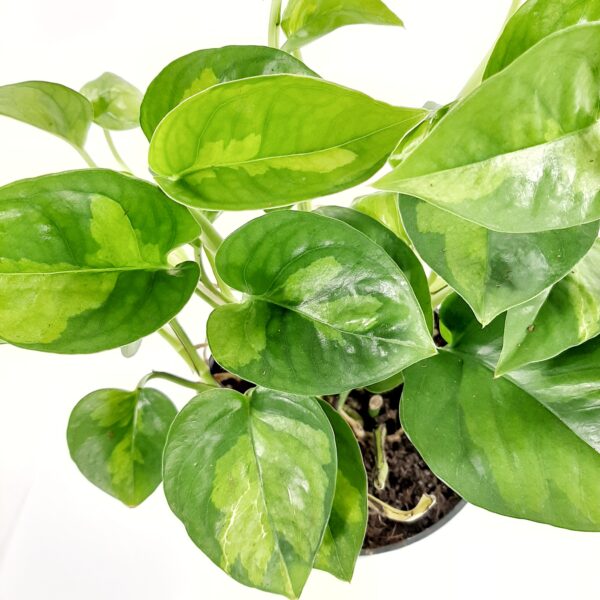 Kultaköynnös 'Global Green' p12 - Image 2