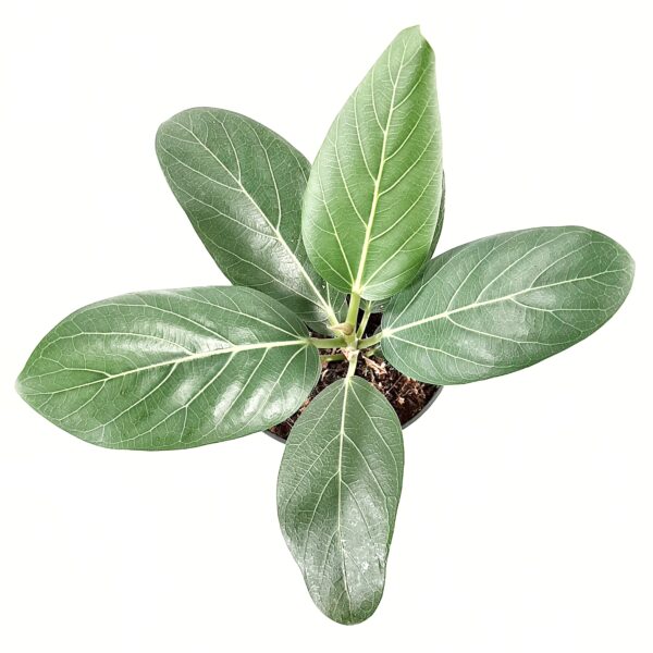 Banianiviikuna p12 - Image 2