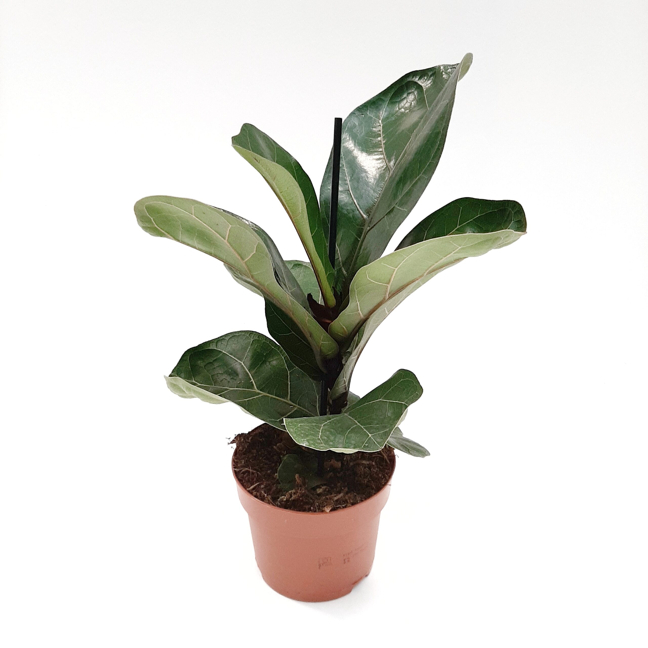 Lyyraviikuna 'Bambino' p12