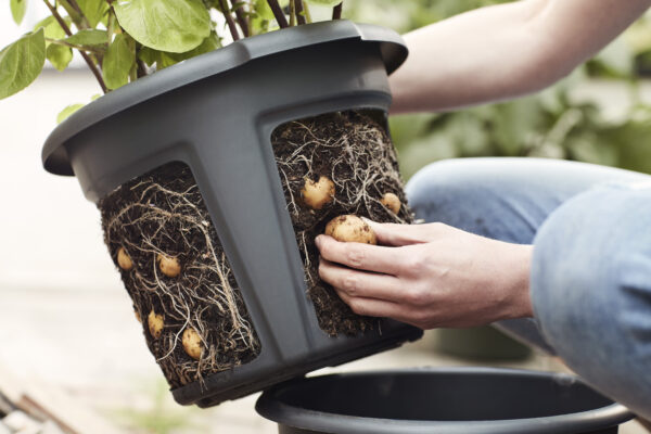Potato Pot Perunaruukku - Image 3