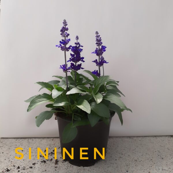 Härmesalvia sininen