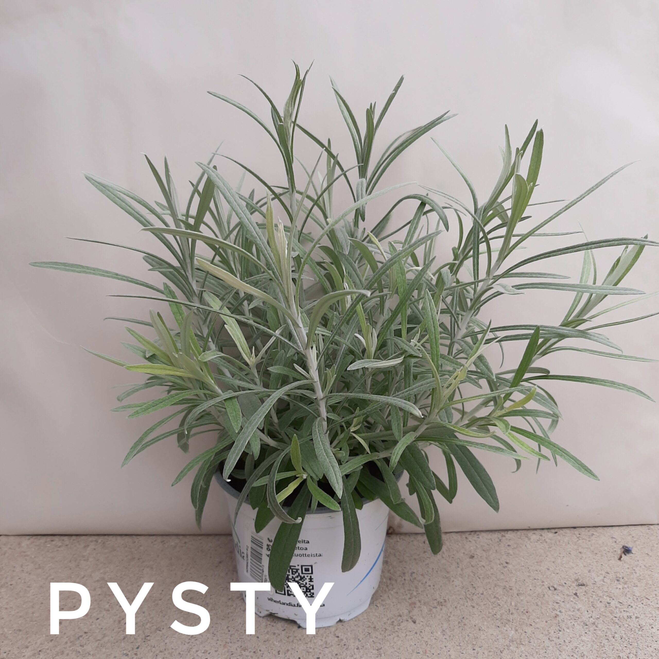 hopeacurry pysty