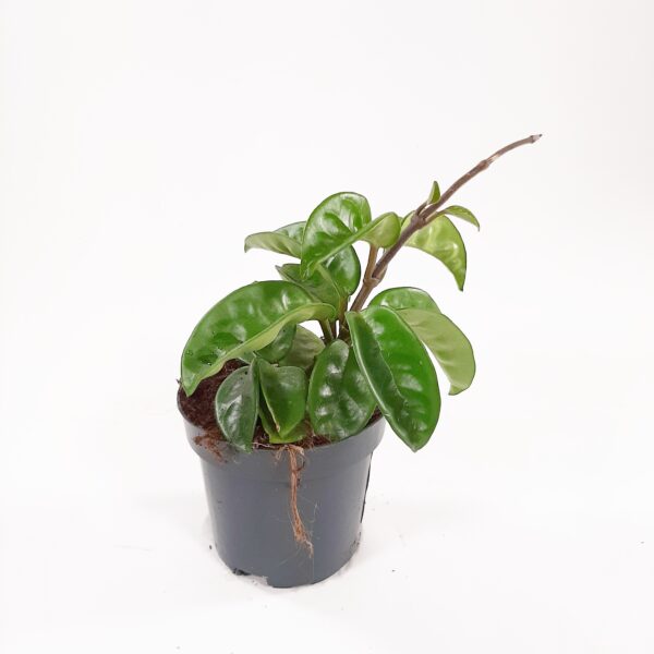 Isoposliinikukka 'Krinkle'  p9-10,5