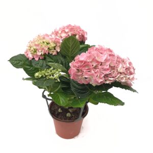 Ruukkuhortensia vaaleanpunainen p14
