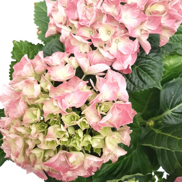 Ruukkuhortensia vaaleanpunainen p14 - Image 2