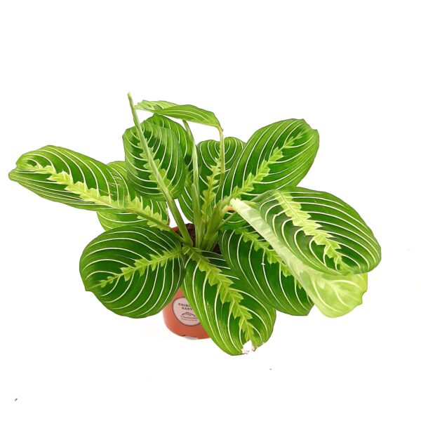 Paavonnukkumatti 'Lemon Lime' p12