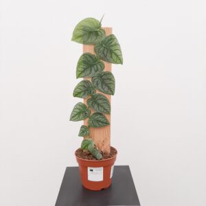Monstera dubia p14