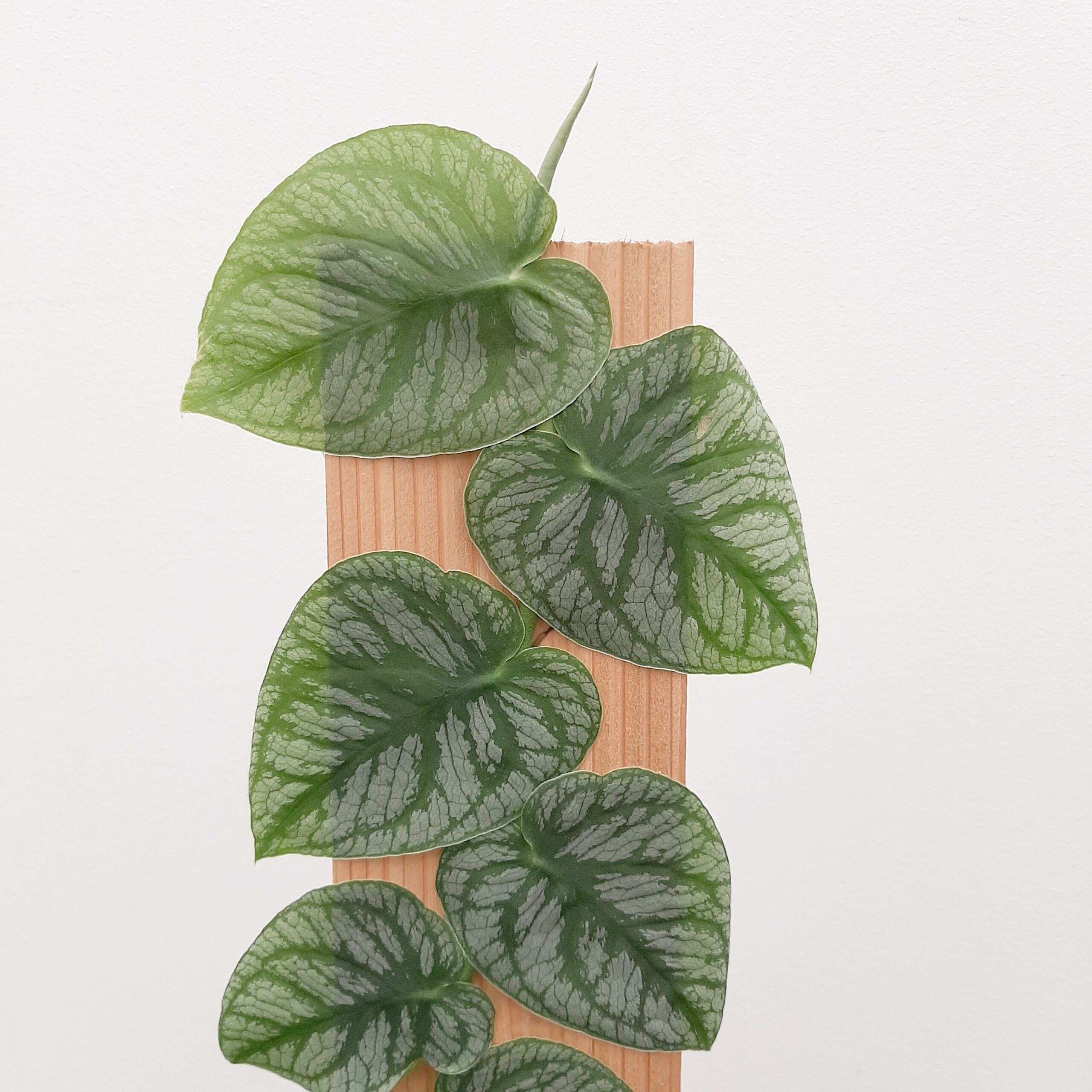 Monstera dubia p14 - Image 2