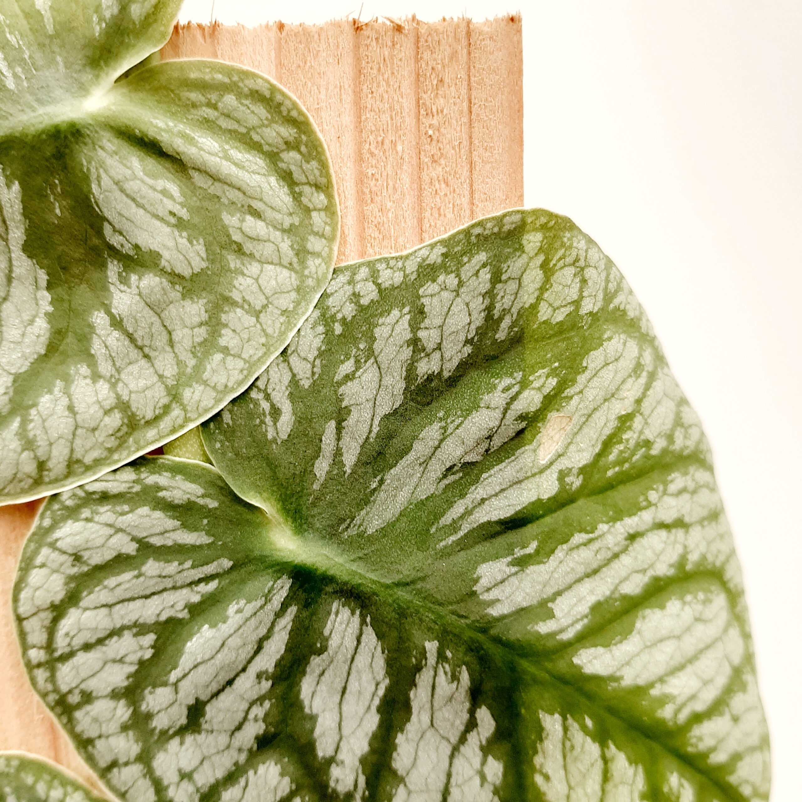 Monstera dubia p14 - Image 3