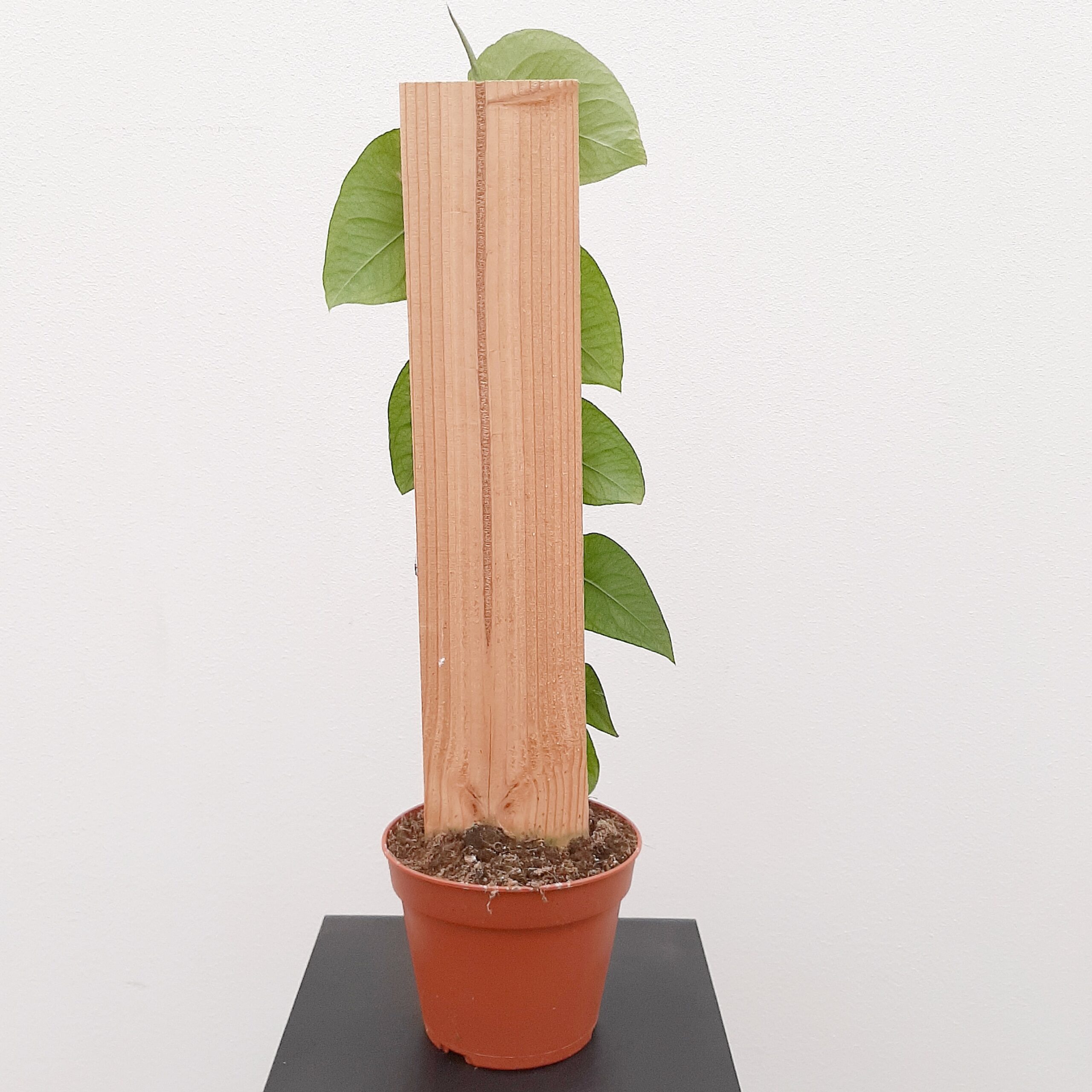 Monstera dubia p14 - Image 4
