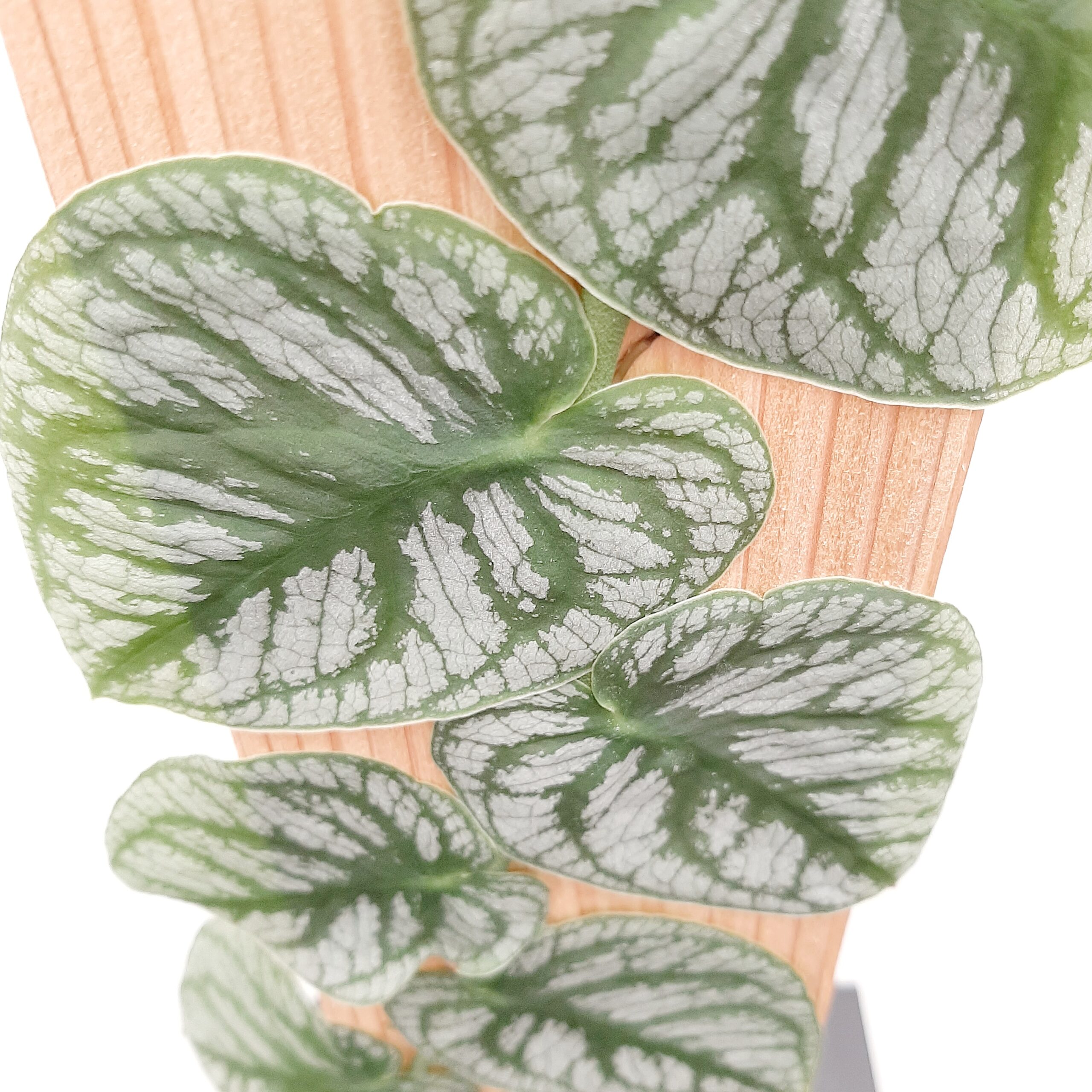 Monstera dubia p14 - Image 5