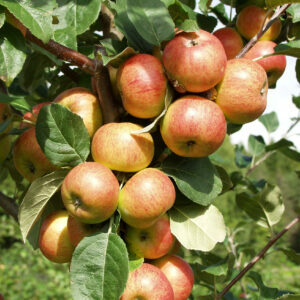 Omenapuut