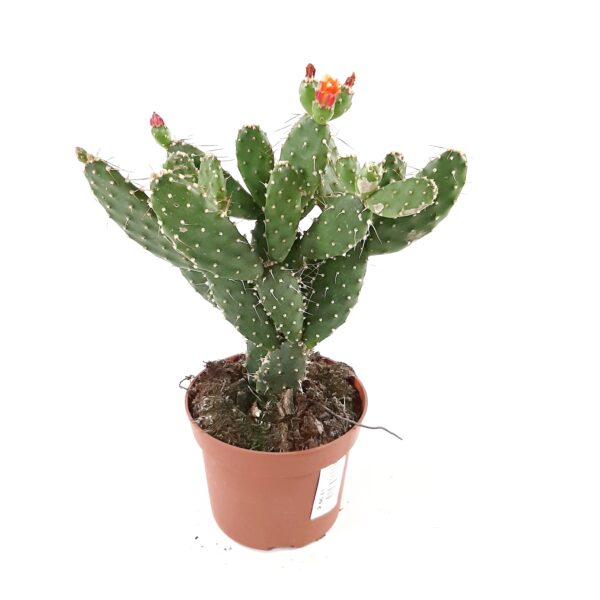 Opuntia quitensis p12
