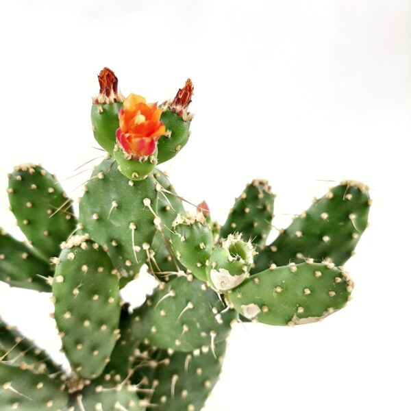 Opuntia quitensis p12 - Image 2