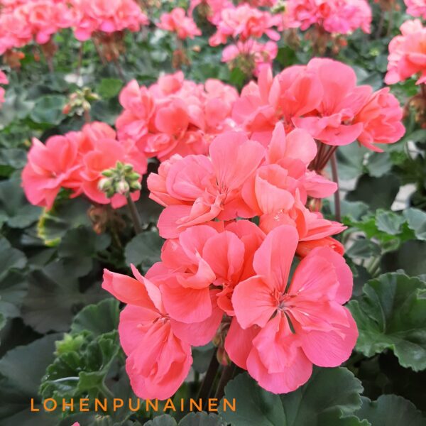 Pelargoni lohenpunainen