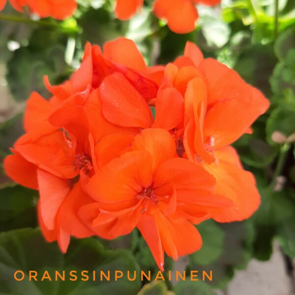 Pelargoni oranssinpunainen