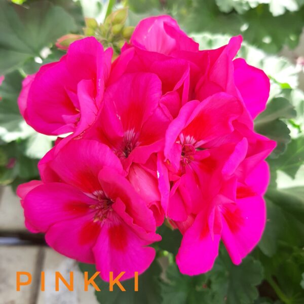 Pelargoni pinkki