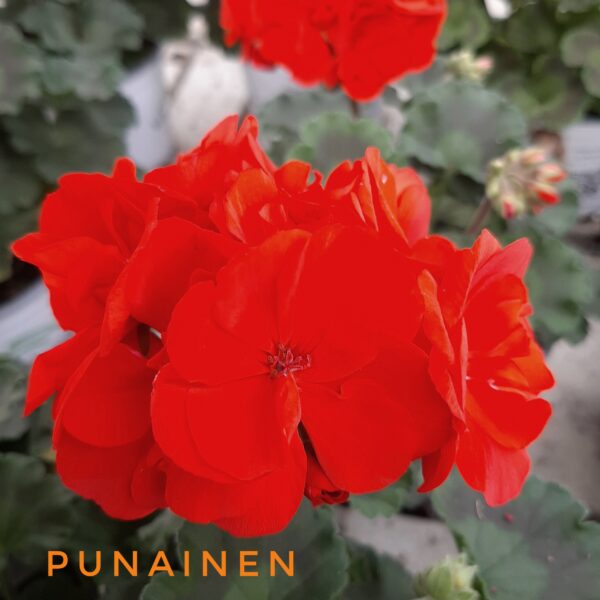 Pelargoni punainen