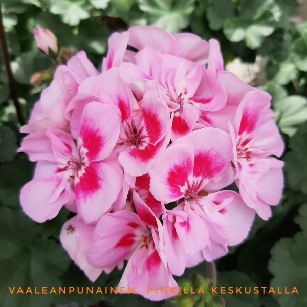 Pelargoni vaaleanpunainenpinkilläkeskustalla