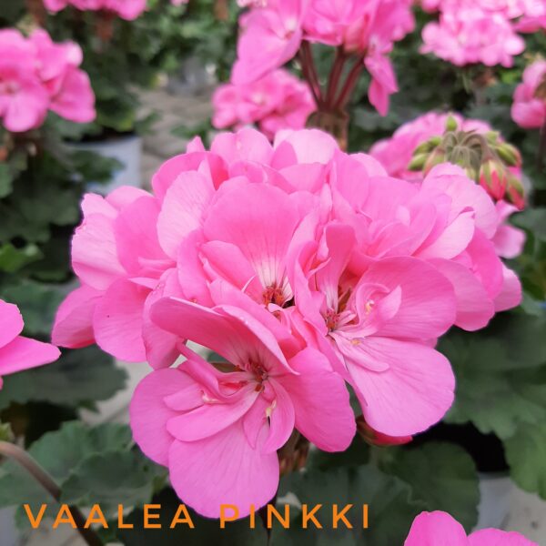 Pelargoni vaaleapinkki