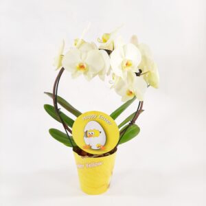 Perhoskämmekkä kaari keltainen