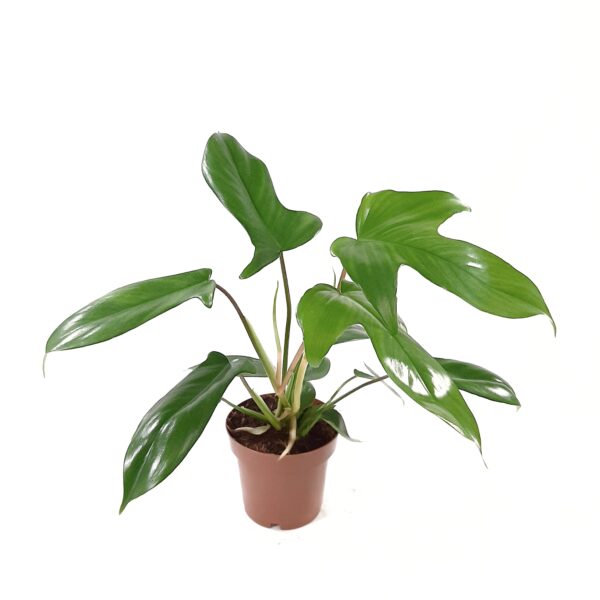 Köynnösvehka 'Florida Green' p11-12