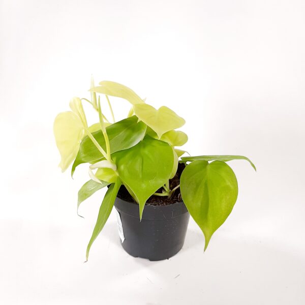 Herttaköynnösvehka 'Lemon Lime' p12