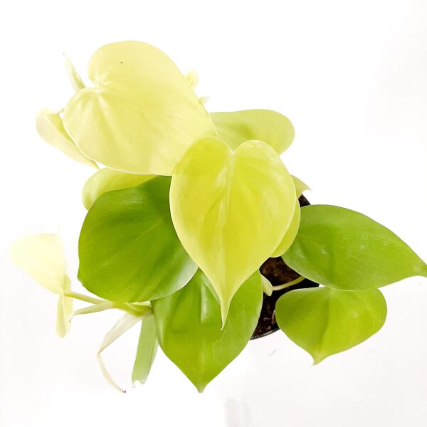 Herttaköynnösvehka 'Lemon Lime' p12 - Image 2