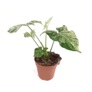 Muulinkultakorva 'Mottled' p12