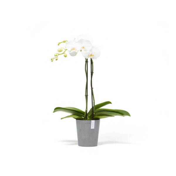 Morinda 14 orkidearuukku siniharmaa