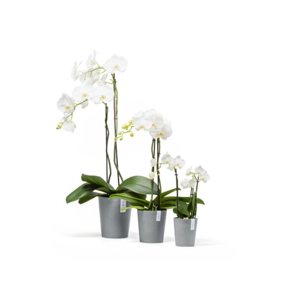 Morinda 14 orkidearuukku siniharmaa