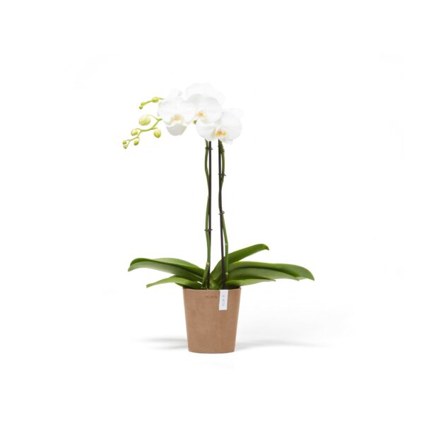 Morinda 14 orkidearuukku terracotta