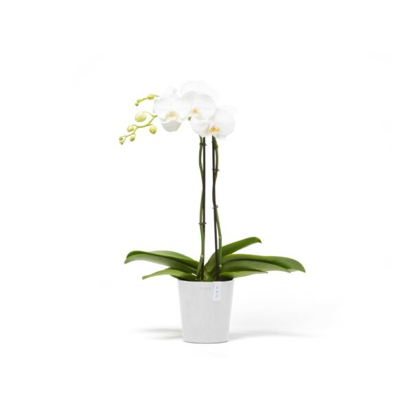 Morinda 14 orkidearuukku valkoinen