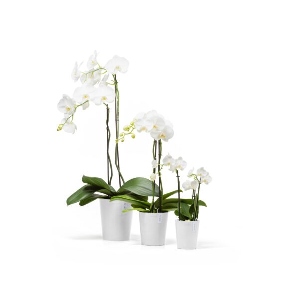 Morinda 14 orkidearuukku valkoinen