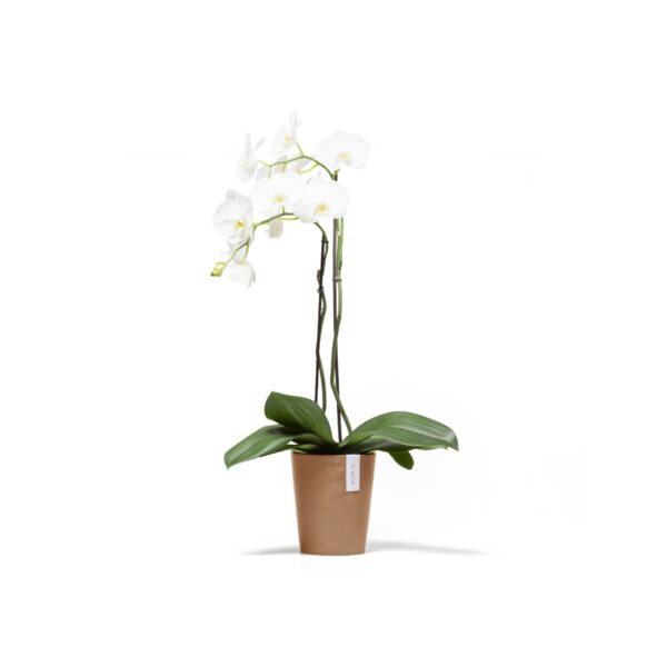 Morinda 17 orkidearuukku terracotta