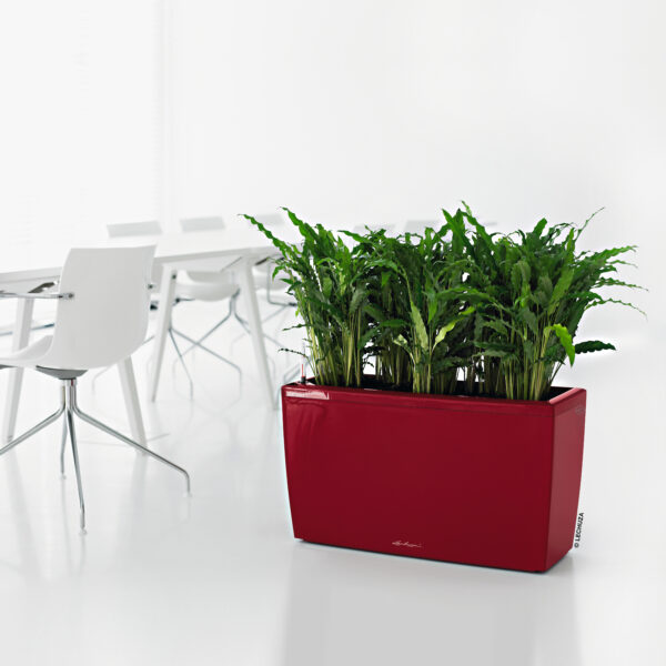 Cararo Premium 75 punainen All-In-One Set - Image 3