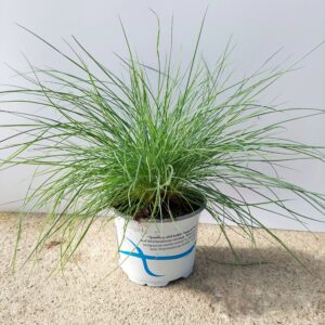 Kääpiönata 'Buddy Blue' p12