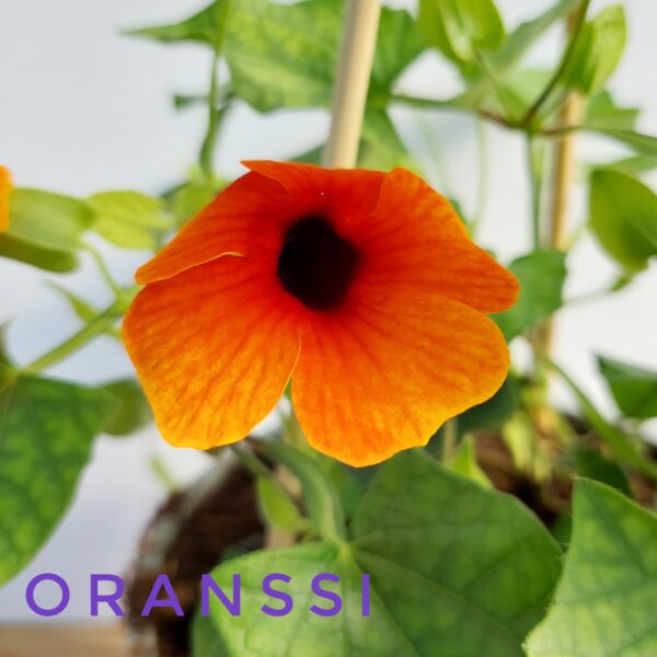 Mustasilmäsusanna oranssi p15
