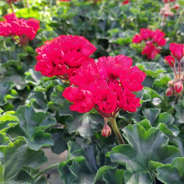 Tulppaanipelargoni 'Carmen Andrea' p12