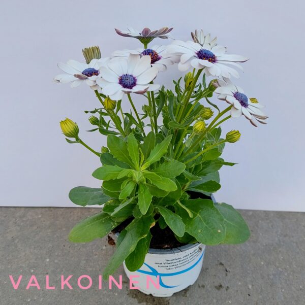 Tähtisilmä p12 - Image 3