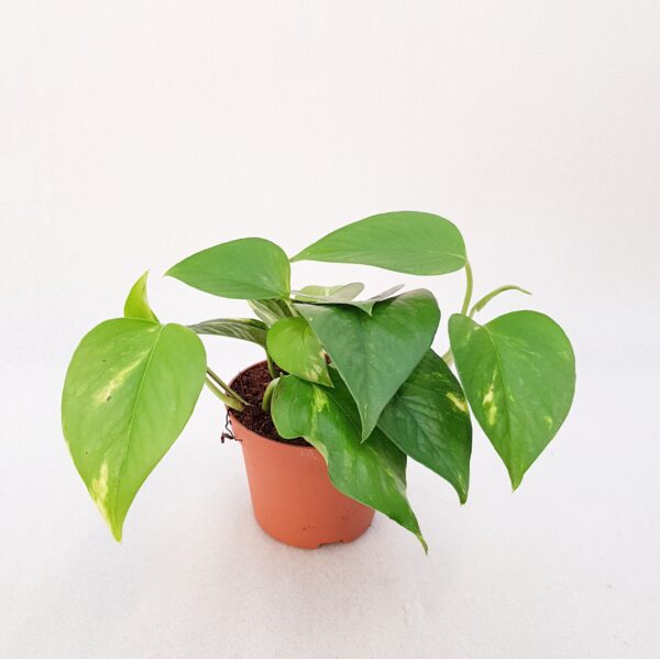 Kultaköynnös 'Aureum' p12