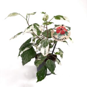 Kiinanruusu 'Variegata' p12