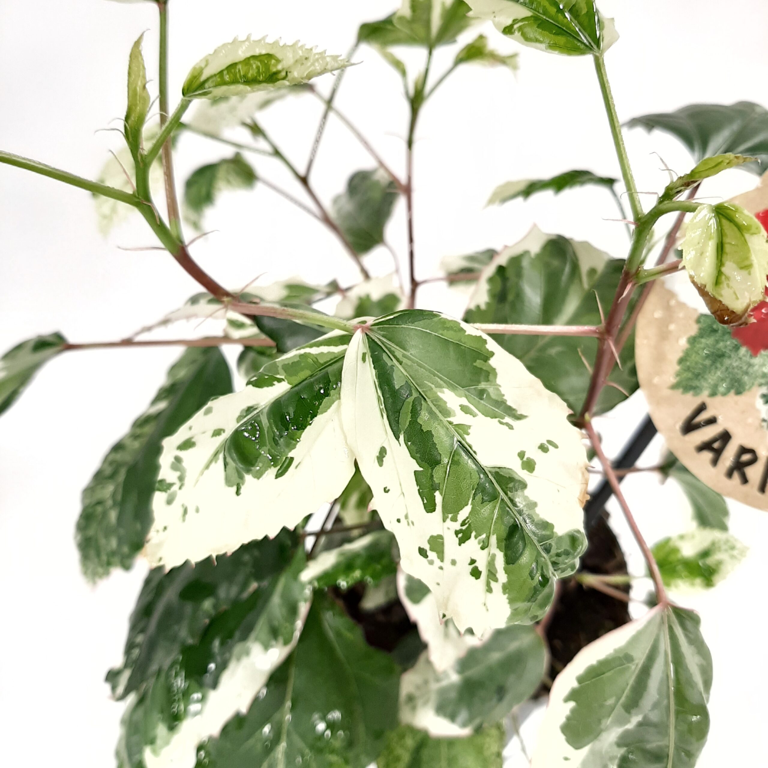 Kiinanruusu 'Variegata' p12 - Image 2