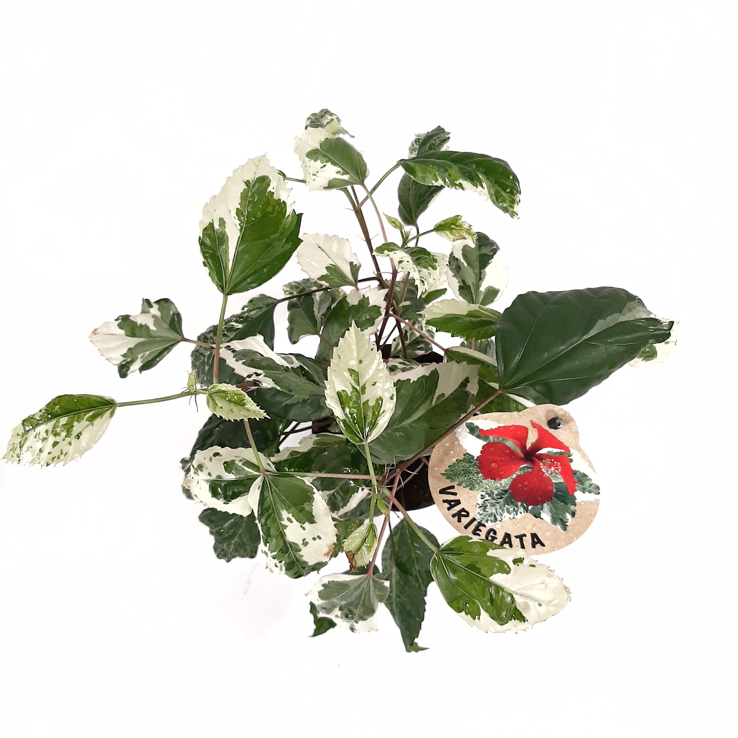 Kiinanruusu 'Variegata' p12 - Image 3
