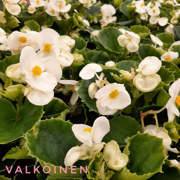 Kesäbegonia p9 - Image 4