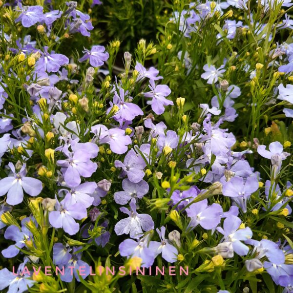 Lobelia (Sinilobelia) p9